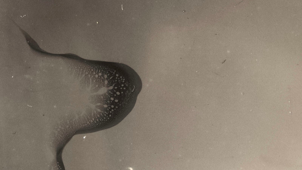 Silver and light collodion wetplate kollodium nassplatte berlin  workshop tintype Maximilian Zeitler 